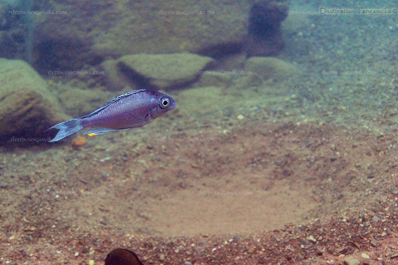 Ophthalmotilapia sp. 'whitecap' Cape Kabogo